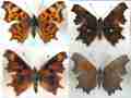 Polygonia c-album (collection of aberrations) [Internet image property of respective owner, non commercial use only]